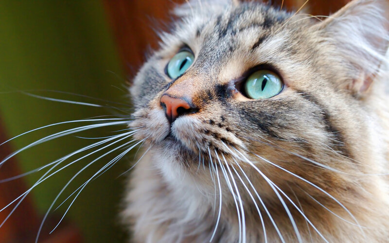 Long-haired Tabby Cat — Brown, Curious, Photograph