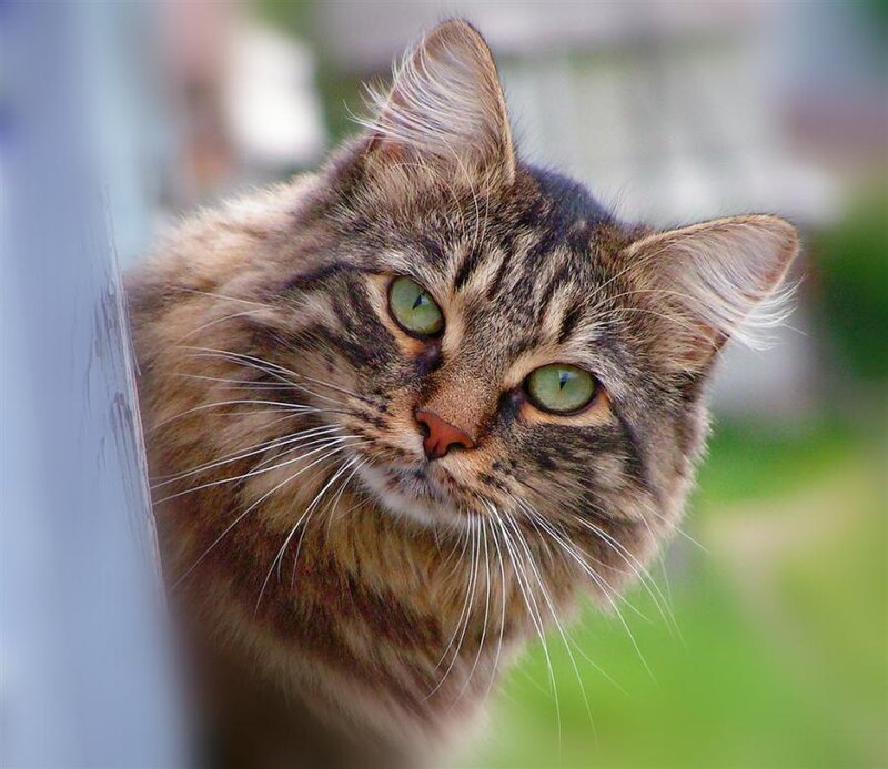 Long-haired Tabby Cat — Brown, Curious