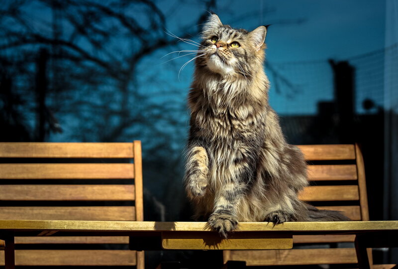Long-haired Tabby Cat — Brown, Dramatic, Afternoon
