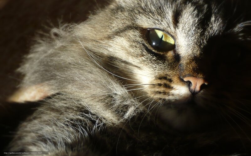 Long-haired Tabby Cat — Brown, Dramatic, Photograph, Eye