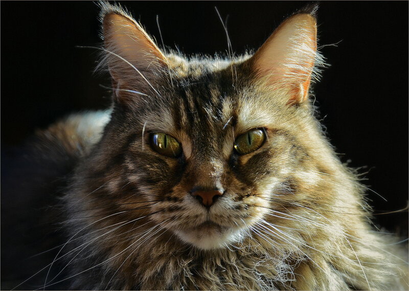 Long-haired Tabby Cat — Brown, Dramatic, Photograph, Eyes