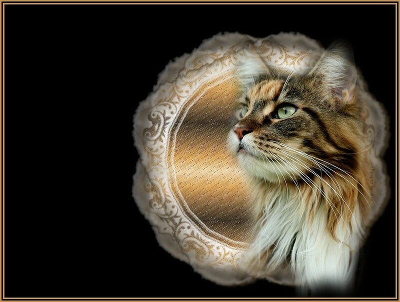 Long-haired Tabby Cat — Brown, Dramatic