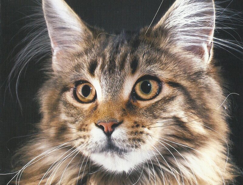 Long-haired Tabby Cat — Brown, Intense, Photograph, Ears