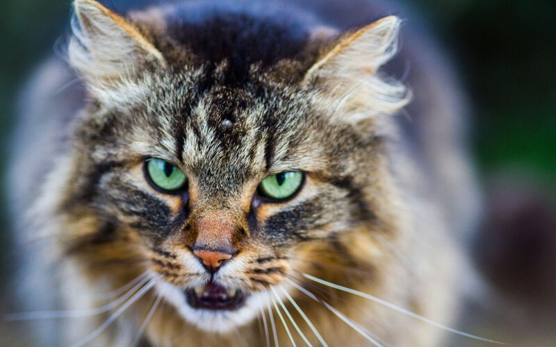 Long-haired Tabby Cat — Brown, Intense, Photograph, Green Eyes