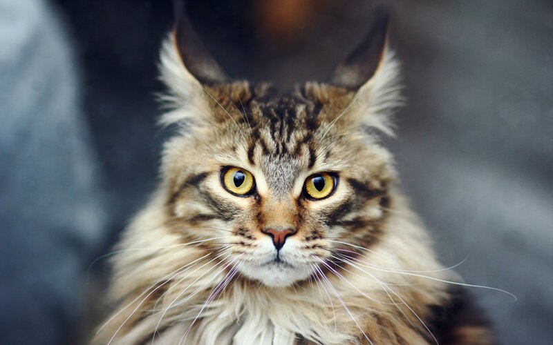 Long-haired Tabby Cat — Brown, Intense, Photograph