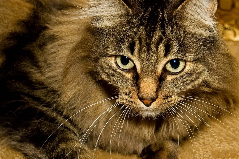 Long-haired Tabby Cat — Brown, Intense, Photograph, Whiskers