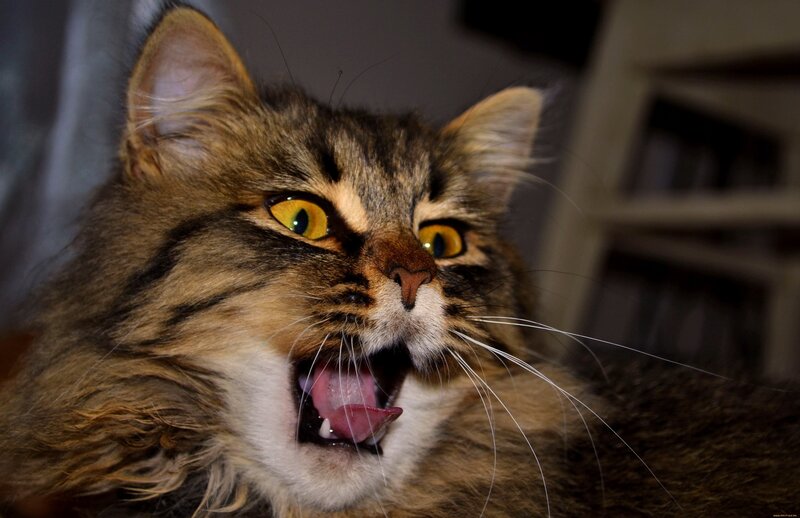 Long-haired Tabby Cat — Brown, Intense, Photograph, Whiskers, Yellow Eyes