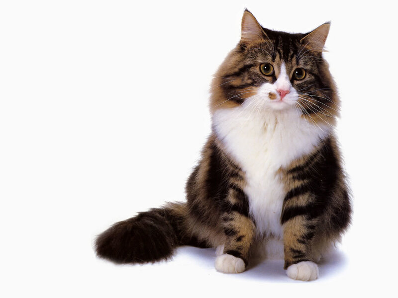 Long-haired Tabby Cat — Brown, Neutral