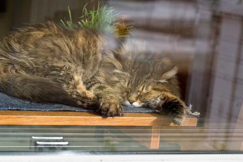 Long-haired Tabby Cat — Brown, Peaceful