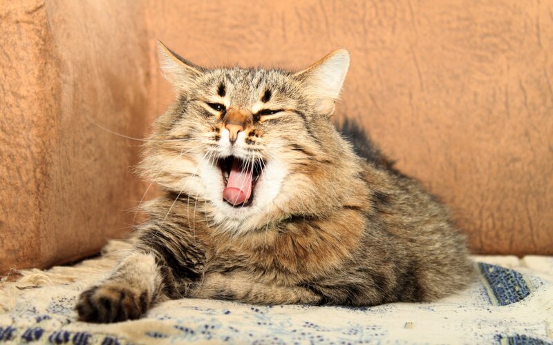 Long-haired Tabby Cat — Brown, Relaxed