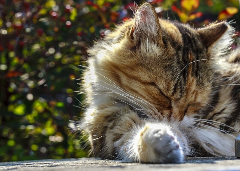 Long-haired Tabby Cat — Brown, Serene, Afternoon