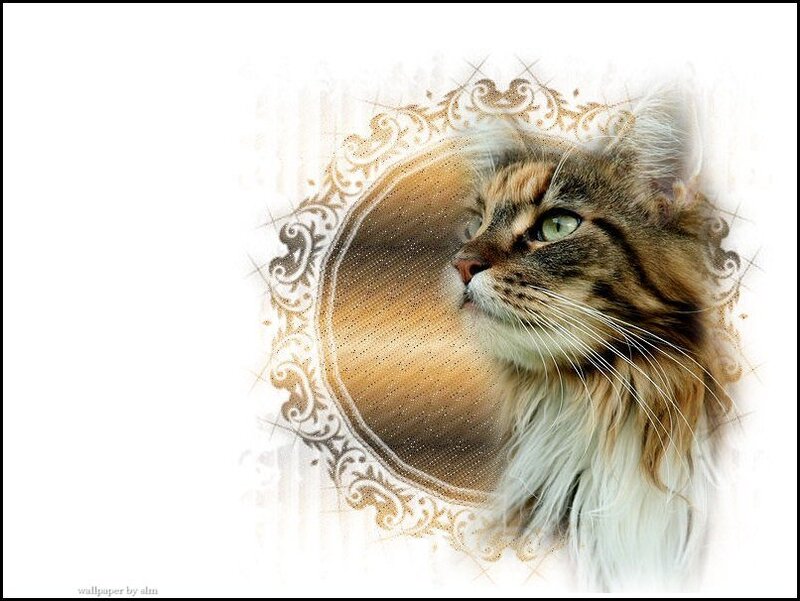 Long-haired Tabby Cat — Brown, Serene