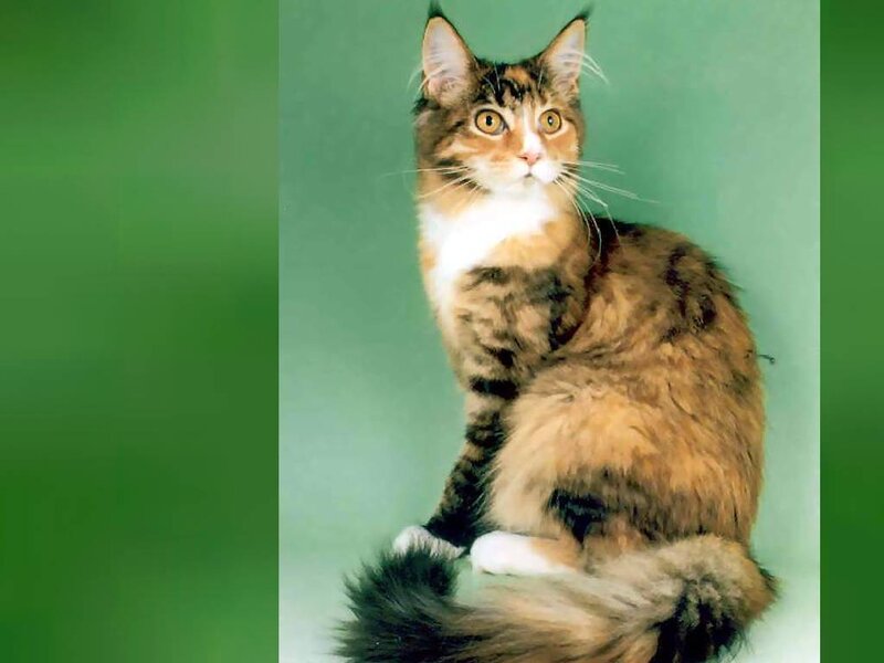 Long-haired Tabby Cat — Brown