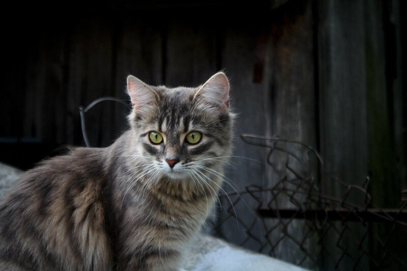 Long-haired Tabby Cat — Gray, Alert, Photograph