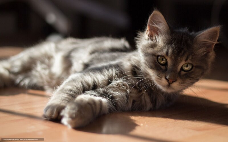 Long-haired Tabby Cat — Gray, Calm, Afternoon, Photograph, Floor