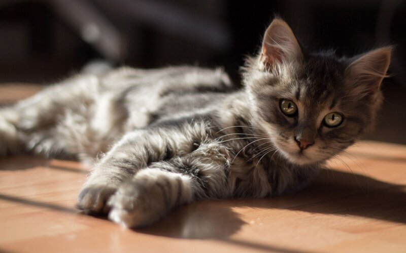 Long-haired Tabby Cat — Gray, Calm, Afternoon, Photograph