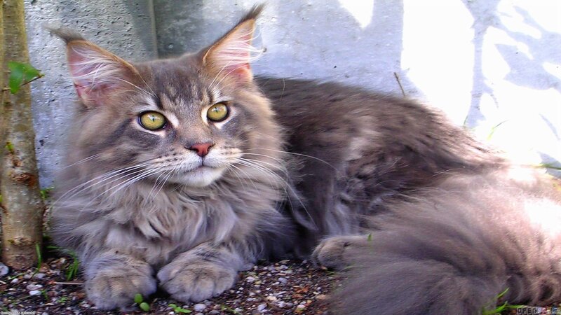 Long-haired Tabby Cat — Gray, Calm, Afternoon, Photograph, Tree Trunk