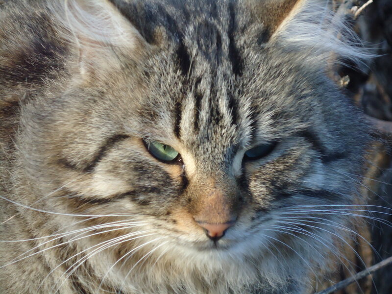 Long-haired Tabby Cat — Gray, Calm, Afternoon