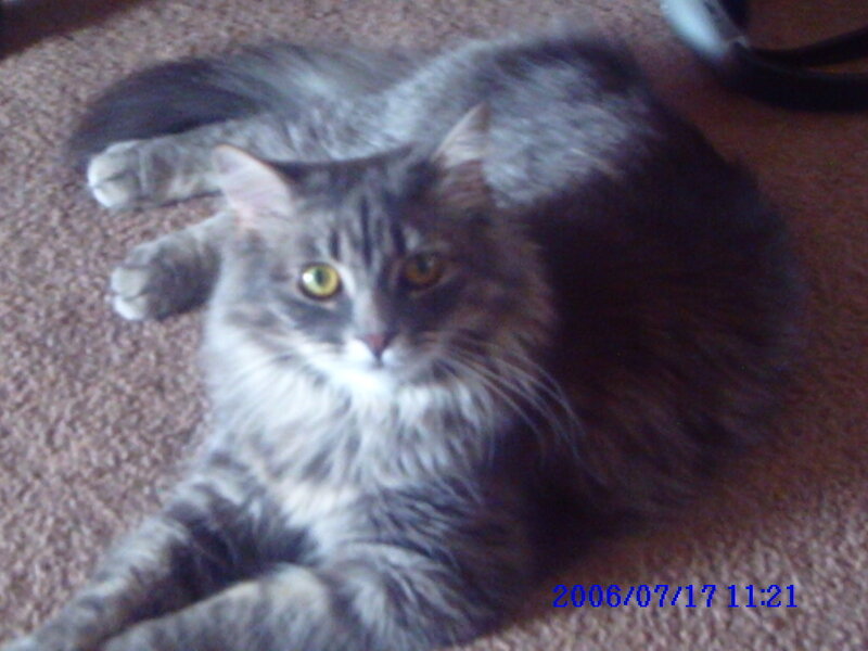 Long-haired Tabby Cat — Gray, Calm, Morning, Photograph, Carpet