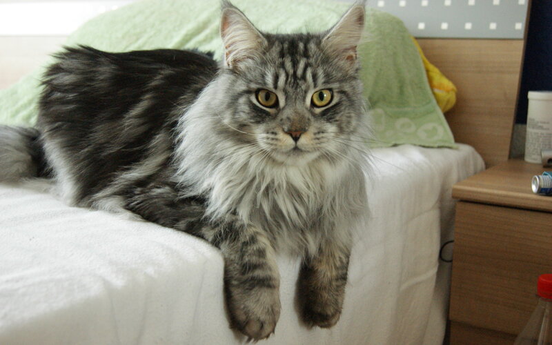 Long-haired Tabby Cat — Gray, Calm, Morning, Photograph