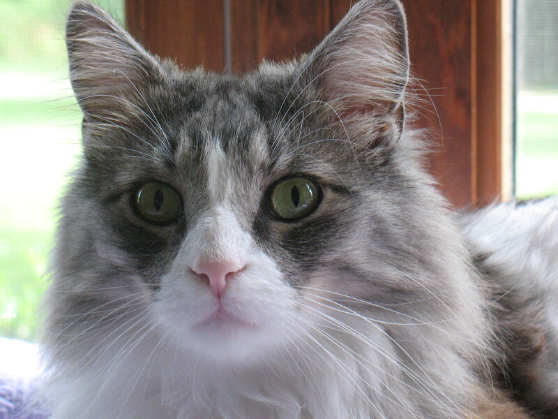 Long-haired Tabby Cat — Gray, Calm, Morning