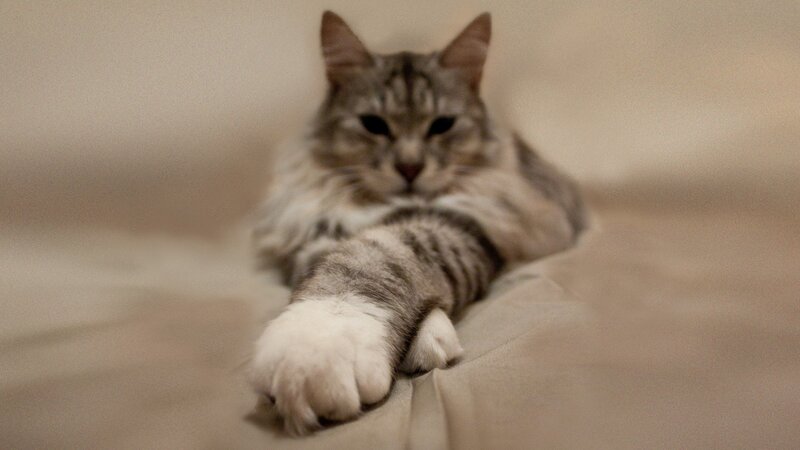 Long-haired Tabby Cat — Gray, Calm, Photograph, Bed