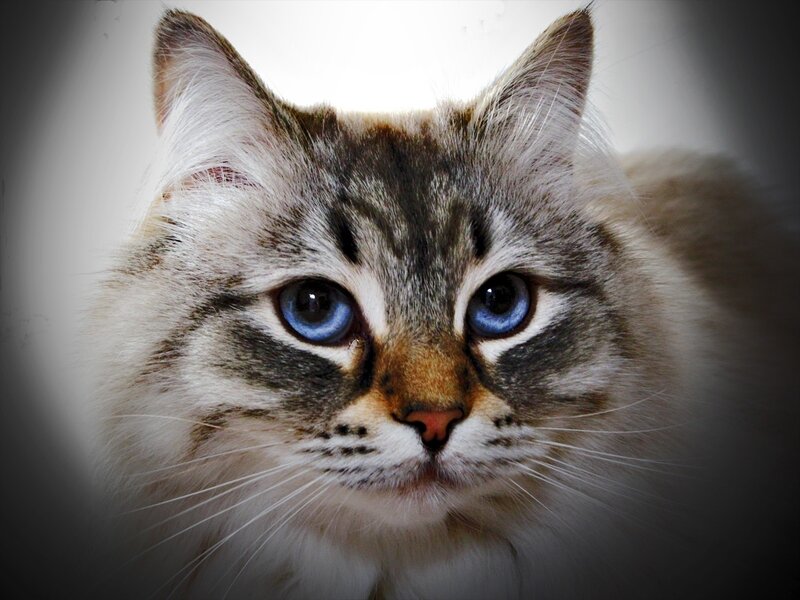 Long-haired Tabby Cat — Gray, Calm, Photograph, Blue Eyes