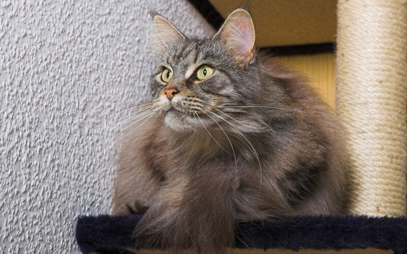 Long-haired Tabby Cat — Gray, Calm, Photograph, Cat Tree