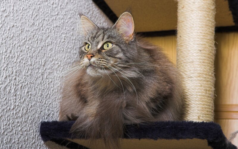 Long-haired Tabby Cat — Gray, Calm, Photograph, Cat Tree, Wall, Brown, Beige