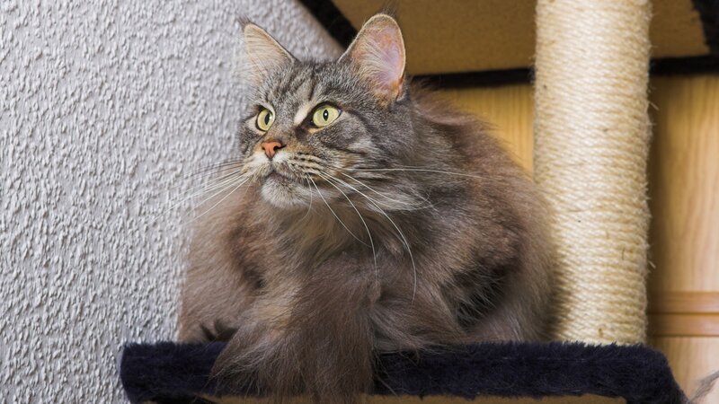 Long-haired Tabby Cat — Gray, Calm, Photograph, Cat Tree, Wall