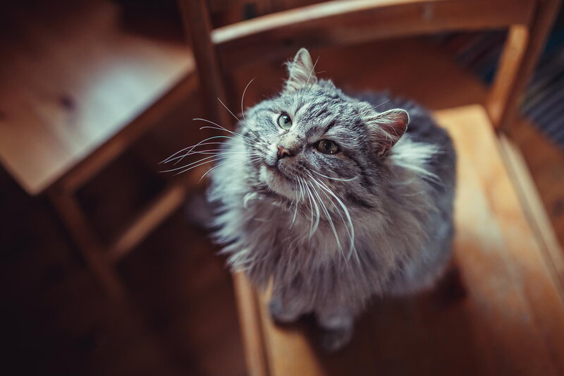 Long-haired Tabby Cat — Gray, Calm, Photograph, Chair