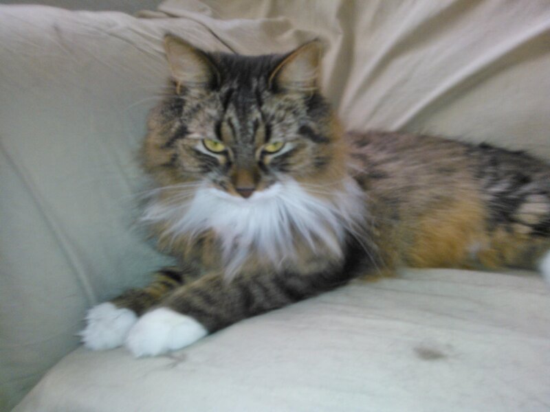 Long-haired Tabby Cat — Gray, Calm, Photograph, Couch