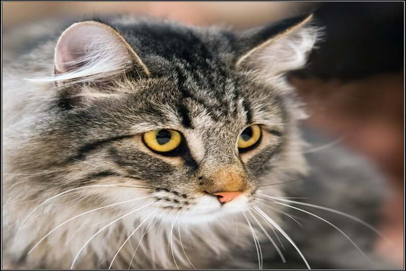 Long-haired Tabby Cat — Gray, Calm, Photograph, Ears