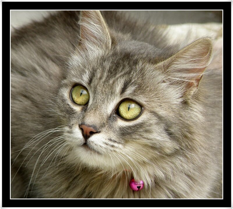 Long-haired Tabby Cat — Gray, Calm, Photograph, Green Eyes