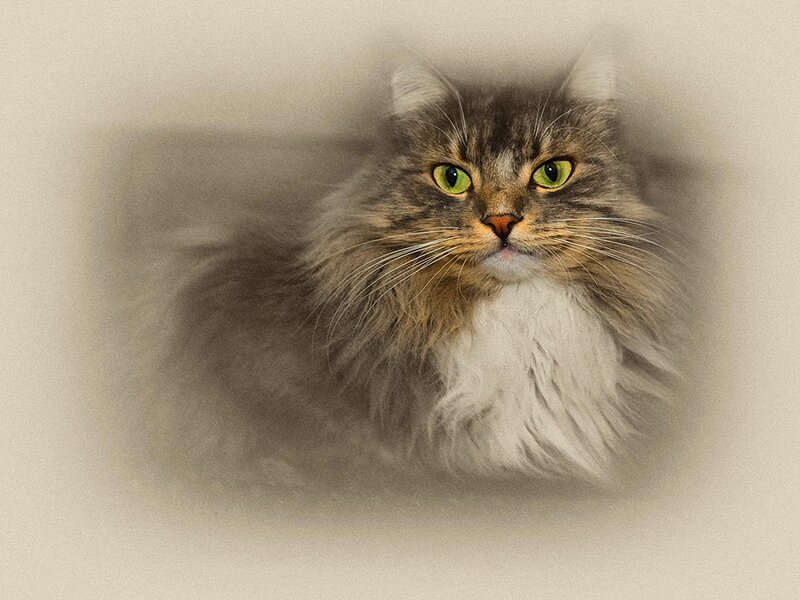 Long-haired Tabby Cat — Gray, Calm, Photograph, Green Eyes, Whiskers