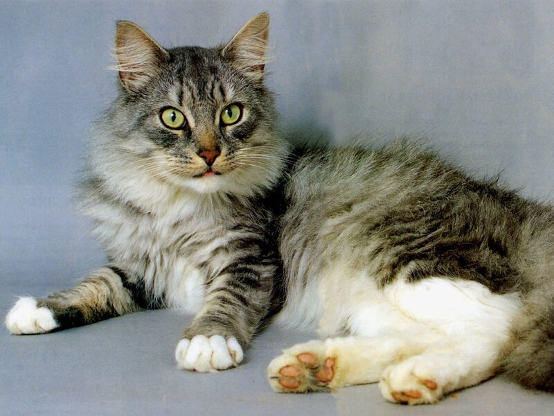 Long-haired Tabby Cat — Gray, Calm, Photograph, Paws