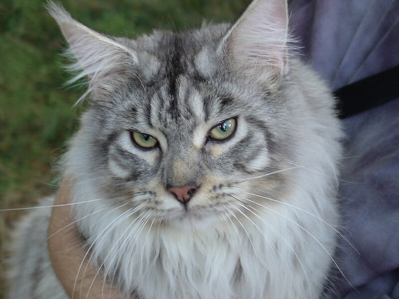 Long-haired Tabby Cat — Gray, Calm, Photograph, Person