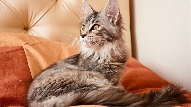 Long-haired Tabby Cat — Gray, Calm, Photograph, Pillow