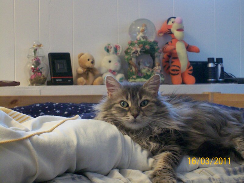 Long-haired Tabby Cat — Gray, Calm, Photograph, Stuffed Animals