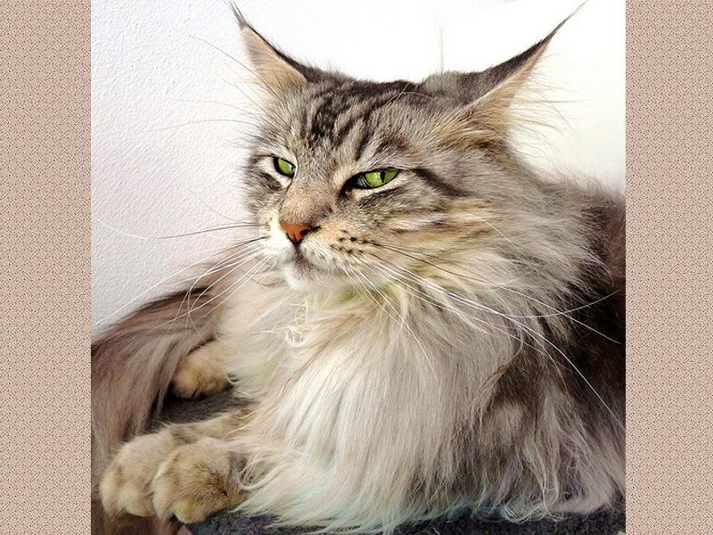 Long-haired Tabby Cat — Gray, Calm, Photograph