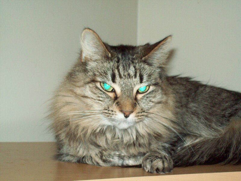Long-haired Tabby Cat — Gray, Calm, Photograph, Wall