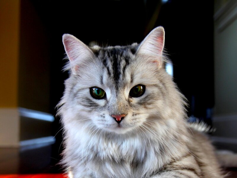 Long-haired Tabby Cat — Gray, Calm, Photograph, Whiskers, Green Eyes