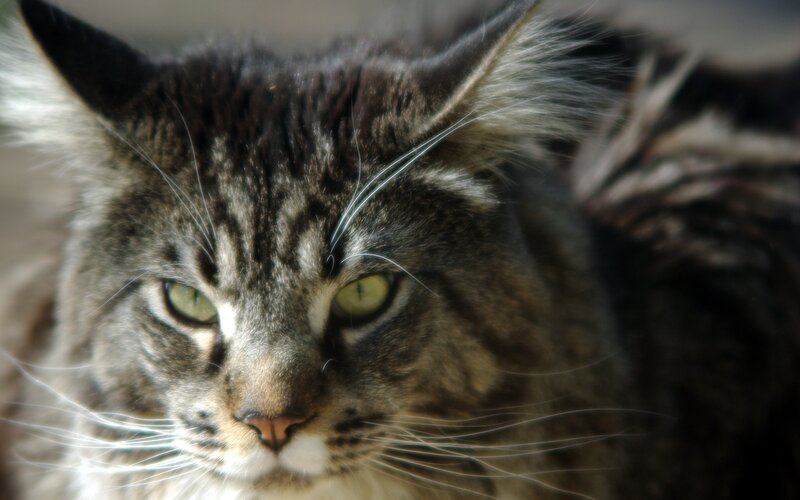 Long-haired Tabby Cat — Gray, Calm, Photograph, Whiskers