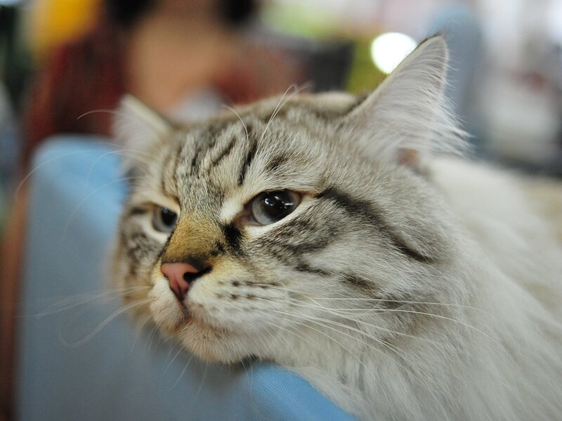 Long-haired Tabby Cat — Gray, Calm