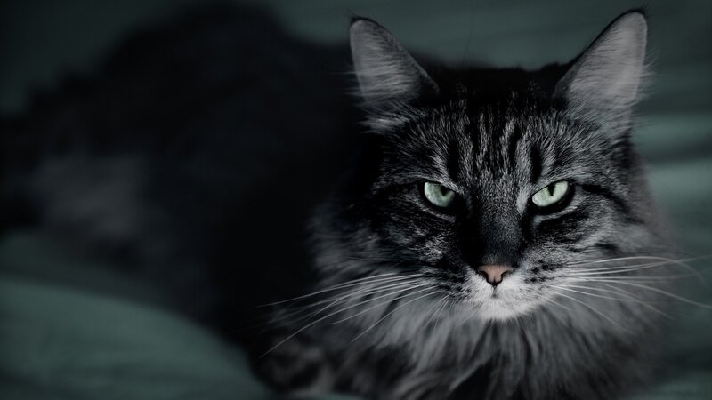 Long-haired Tabby Cat — Gray, Dark