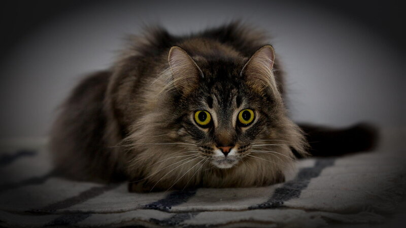 Long-haired Tabby Cat — Gray, Dramatic, Photograph, Blanket