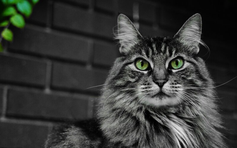 Long-haired Tabby Cat — Gray, Dramatic, Photograph
