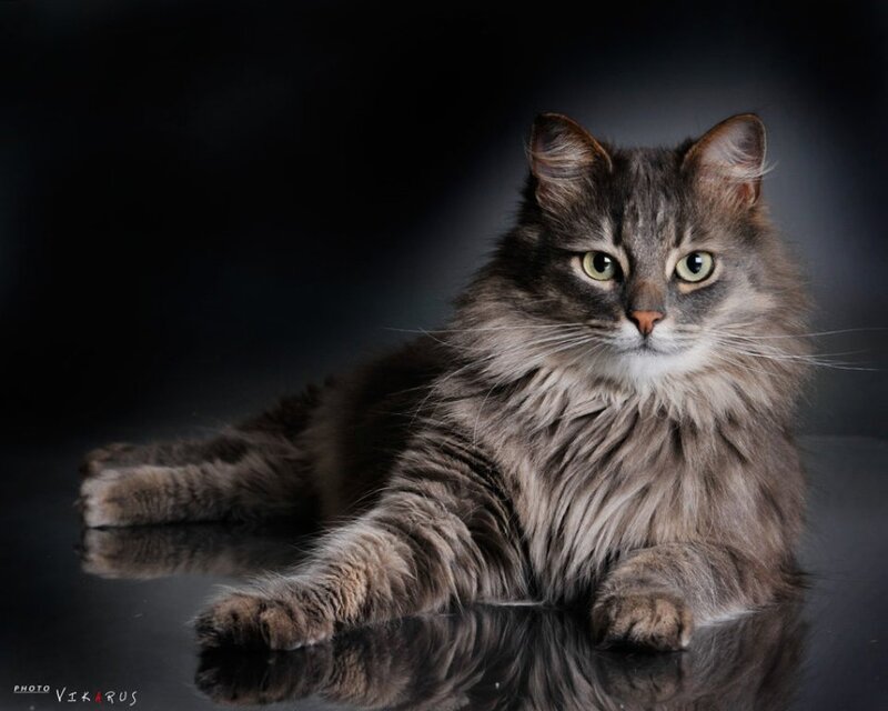 Long-haired Tabby Cat — Gray, Dramatic