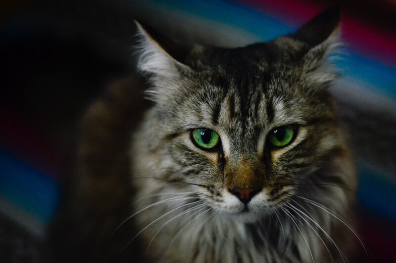 Long-haired Tabby Cat — Gray, Intense