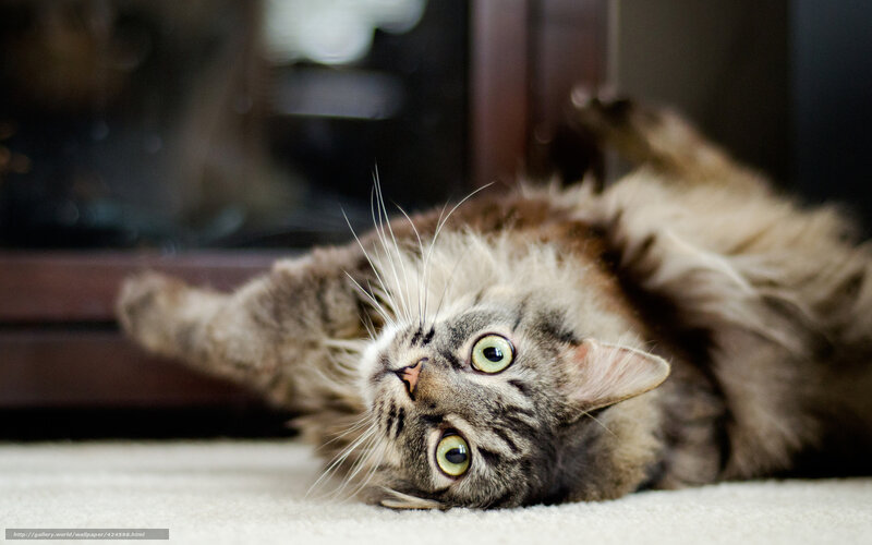 Long-haired Tabby Cat — Gray, Relaxed, Photograph